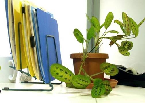 Lựa chọn cây xanh cho bàn làm việc văn phòng